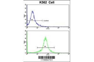 Flow cytometric analysis of K562 cells using TALDO1 Antibody (bottom histogram) compared to a negative control cell (top histogram).