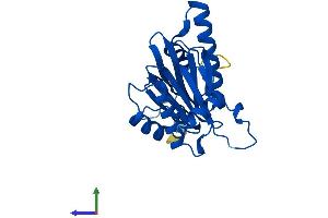 AlphaFold protein structure predicition of Human Recombinant PSMA5 Protein, UniprotID P28066
