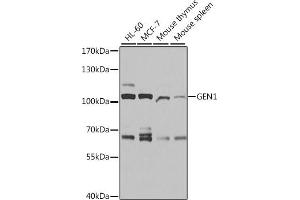 Western blot analysis of extracts of various cell lines, using GEN1 antibody (ABIN6133334, ABIN6141058, ABIN6141059 and ABIN6214098) at 1:1000 dilution. (GEN1 Antikörper  (AA 669-908))
