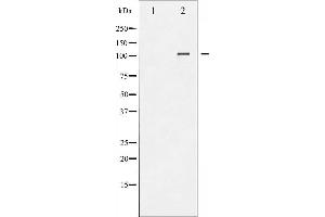 Western blot analysis of NFAT4 phosphorylation expression in HeLa whole cell lysates,The lane on the left is treated with the antigen-specific peptide. (NFATC3 Antikörper  (pSer165))