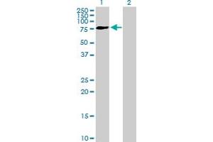 Western Blot analysis of FRMD3 expression in transfected 293T cell line by FRMD3 MaxPab polyclonal antibody. (FRMD3 Antikörper  (AA 1-581))