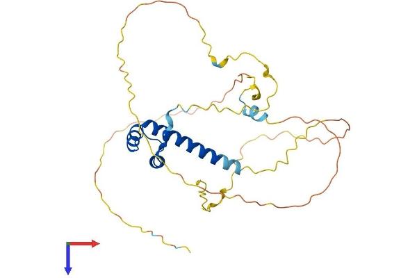 MSX1 Protein (AA 1-303) (His tag)