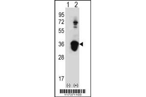Western blot analysis of U2AF1 using rabbit polyclonal U2AF1 Antibody (Center S70) using 293 cell lysates (2 ug/lane) either nontransfected (Lane 1) or transiently transfected (Lane 2) with the U2AF1 gene. (U2AF1 Antikörper  (AA 55-83))