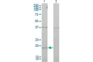 Western Blot analysis of CCNL1 expression in transfected 293T cell line by CCNL1 monoclonal antibody (M01), clone 1F7-1C5. (Cyclin L1 Antikörper  (AA 1-172))