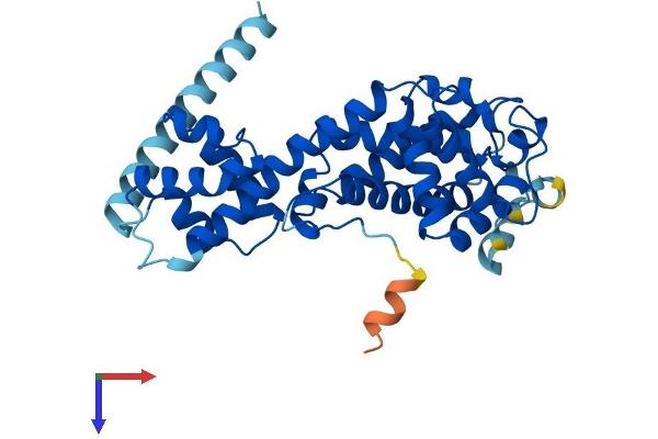 ELMOD1 Protein (AA 1-334) (His tag)