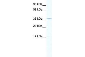 TOB1 antibody (20R-1130) used at 0. (Protein Tob1 (TOB1) (Middle Region) Antikörper)