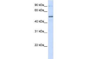 WB Suggested Anti-ZNF275 Antibody Titration:  0. (ZNF275 Antikörper  (N-Term))