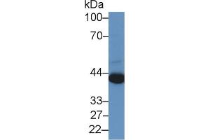 Western Blot; Sample: Human A549 cell lysate; Primary Ab: 2µg/ml Rabbit Anti-Human PRAME Antibody Second Ab: 0. (PRAME Antikörper  (AA 416-502))