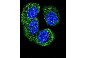 Immunofluorescence (IF) image for anti-Nemo-Like Kinase (NLK) (Thr286) antibody (ABIN3003279) (Nemo-Like Kinase Antikörper  (Thr286))