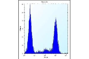 ZCRB1 Antibody (C-term) (ABIN656856 and ABIN2846061) flow cytometric analysis of Neuro-2a cells (right histogram) compared to a negative control cell (left histogram). (ZCRB1 Antikörper  (C-Term))