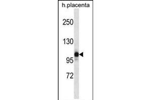 NLRP12 Antibody (N-term) (ABIN657935 and ABIN2846879) western blot analysis in human placenta tissue lysates (35 μg/lane). (NLRP12 Antikörper  (N-Term))