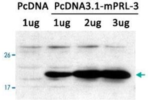 Western blot analysis of extracts from LX-2 cells transfected with PTP4A3 using PTP4A3 polyclonal antibody . (PTP4A3 Antikörper  (AA 161-166))