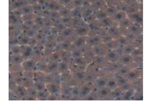 IHC-P analysis of Mouse Liver Tissue, with DAB staining. (FLT4 Antikörper  (AA 30-326))