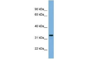 WB Suggested Anti-PEX11A  Antibody Titration: 0.