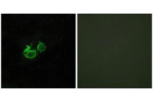 Immunofluorescence (IF) image for anti-Growth Hormone Releasing Hormone Receptor (GHRHR) (C-Term) antibody (ABIN1852965) (GHRHR Antikörper  (C-Term))