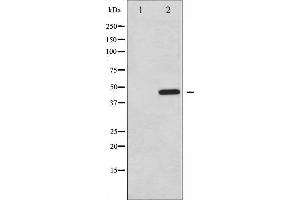 Western blot analysis of PTP1B phosphorylation expression in UV treated COS7 whole cell lysates,The lane on the left is treated with the antigen-specific peptide. (PTPN1 Antikörper  (pSer50))