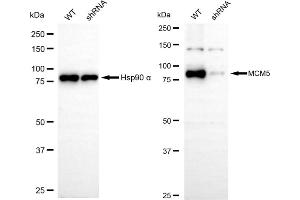 Western blotting analysis using MCM5 antibody (ABIN7799420).