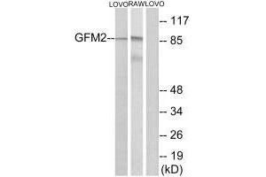 Western blot analysis of extracts from LOVO cells and RAW264. (GFM2 Antikörper)
