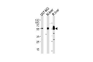 HMGCS1 Antibody (Center) (ABIN390595 and ABIN2840913) western blot analysis in U87-MG cell line,mouse liver and rat liver lysates (35 μg/lane).