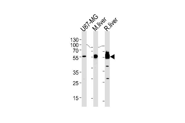HMGCS1 Antikörper  (AA 290-317)