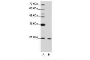 Image no. 2 for anti-RNA Binding Motif Protein 8A (RBM8A) (N-Term) antibody (ABIN202040) (RBM8A Antikörper  (N-Term))