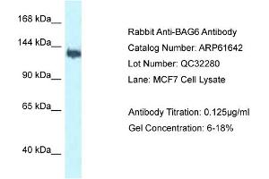 Western Blotting (WB) image for anti-Large Proline-Rich Protein BAT3 (BAT3) (C-Term) antibody (ABIN2788860) (BAT3 Antikörper  (C-Term))