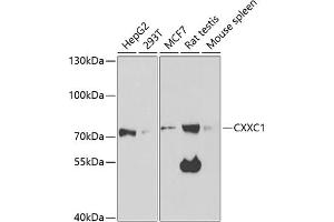 Western blot analysis of extracts of various cell lines, using CXXC1 antibody (ABIN6130102, ABIN6139292, ABIN6139295 and ABIN6221504) at 1:1000 dilution. (CXXC1 Antikörper  (AA 1-210))