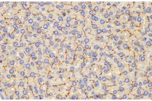 Immunohistochemistry of paraffin-embedded Rat liver using Ceacam1 Polycloanl Antibody at dilution of 1:200 (CEACAM1 Antikörper)