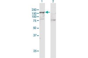 Western Blot analysis of SMARCA5 expression in transfected 293T cell line by SMARCA5 MaxPab polyclonal antibody.