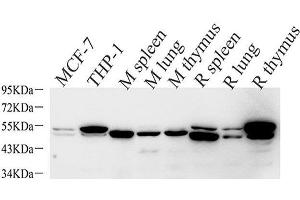 Western Blot analysis of various samples using CASP1 Polyclonal Antibody at dilution of 1:1000. (Caspase 1 Antikörper)