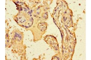 Immunohistochemistry (IHC) image for anti-Fibroblast Growth Factor 13 (FGF13) (AA 1-245) antibody (ABIN7152778)