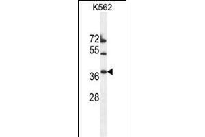 TMEM150B Antibody (N-term) (ABIN655346 and ABIN2844909) western blot analysis in K562 cell line lysates (35 μg/lane). (TMEM150B Antikörper  (N-Term))