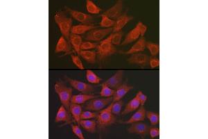 Immunofluorescence analysis of NIH/3T3 cells using SCRN1 Rabbit pAb (ABIN7270175) at dilution of 1:100 (40x lens). (Secernin 1 Antikörper)