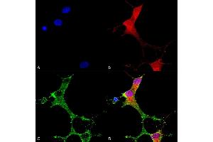 Immunocytochemistry/Immunofluorescence analysis using Mouse Anti-mGluR1/5 Monoclonal Antibody, Clone S75-3 (ABIN2483988). (Metabotropic Glutamate Receptor 5 Antikörper  (AA 824-1203) (Atto 390))