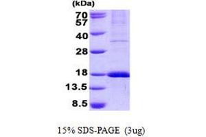 Image no. 1 for Wntless Homolog (WLS) protein (His tag) (ABIN1098794) (GPR177/WLS Protein (His tag))