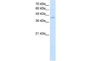 FADS1 antibody used at 2. (FADS1 Antikörper  (C-Term))