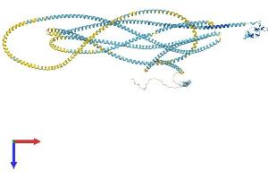 EEA1 Protein (AA 1-1411) (His tag)