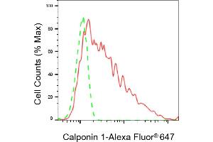 Flow cytometric analysis of Calponin 1 expression in C2C12 cells using Calponin 1 antibody (ABIN7797851), 1:2,000). (Rekombinanter CNN1 Antikörper)
