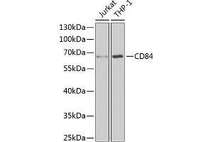 Western blot analysis of extracts of various cell lines, using CD84 antibody (ABIN6132251, ABIN6138235, ABIN6138236 and ABIN6222077) at 1:1000 dilution. (CD84 Antikörper  (AA 22-225))