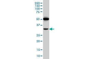 Image no. 3 for anti-Prostacyclin Receptor (PTGIR) (AA 296-387) antibody (ABIN465964)