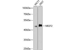 Western blot analysis of extracts of various cell lines, using NR2F2 antibody (ABIN6133831, ABIN6144820, ABIN6144821 and ABIN6214430) at 1:1000 dilution. (NR2F2 Antikörper  (AA 1-100))