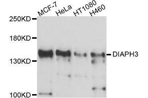 Western blot analysis of extracts of various cell lines, using DIAPH3 antibody (ABIN5997586) at 1/1000 dilution. (DIAPH3 Antikörper)