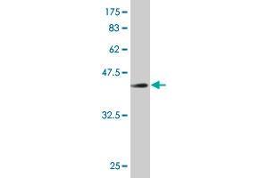 Western Blot detection against Immunogen (43. (Retinoid X Receptor alpha Antikörper  (AA 1-165))