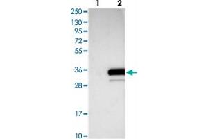 Western blot analysis of Lane 1: Negative control (vector only transfected HEK293T lysate), Lane 2: Over-expression Lysate (Co-expressed with a C-terminal myc-DDK tag (~3. (C20ORF196 Antikörper)