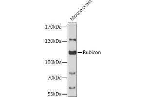 Western blot analysis of extracts of mouse brain, using Rubicon antibody (ABIN6127998, ABIN6147300, ABIN6147301 and ABIN6217065) at 1:3000 dilution. (Rubicon Antikörper  (AA 1-200))