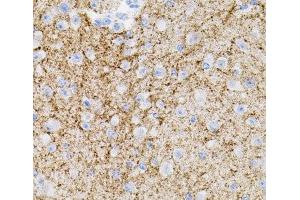 Immunohistochemistry of paraffin-embedded Mouse brain using NTF3 Polyclonal Antibody