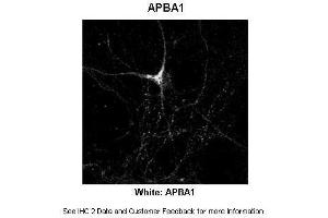 Sample Type :  Rat Hippocampal Neurons - 14DIV  Primary Antibody Dilution :  1:200  Secondary Antibody :  Anti-rabbit-Cy3  Secondary Antibody Dilution :  1:500  Color/Signal Descriptions :  White: APBA1  Gene Name :  APBA1  Submitted by :  Dan Fowler - University of Oregon, Institute of Neuroscience (APBA1 Antikörper  (N-Term))