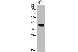 Western Blot analysis of NIH-3T3 cells using CD192 Polyclonal Antibody (CCR2 Antikörper  (N-Term))