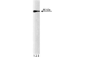 Western blot analysis for Calnexin on a HeLa cell lysate (Human cervical epitheloid carcinoma, ATCC CCL-2). (Calnexin Antikörper  (AA 116-301))