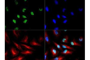Immunofluorescence of Rabbit Histone H3 pT3/R2Me2s.